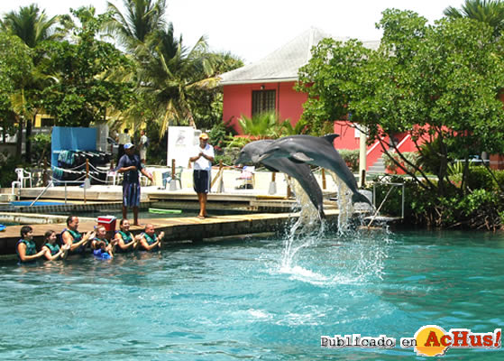 Dolphin Discovery in Tortola
